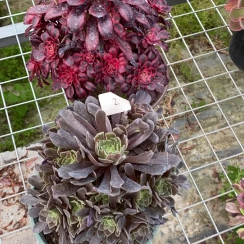 多肉植物组合拼盘2