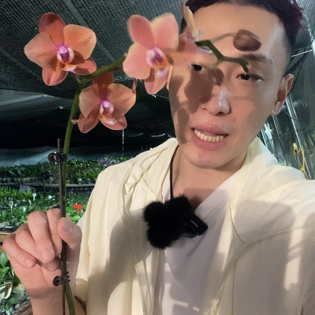 无花朵卡色开爆蝴蝶兰