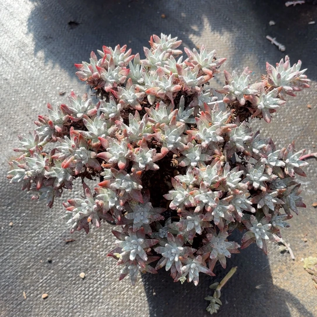 白菊杂，仙女杯多肉