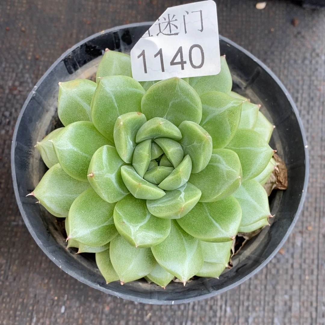 @***月杂交精品多肉1140~7厘米