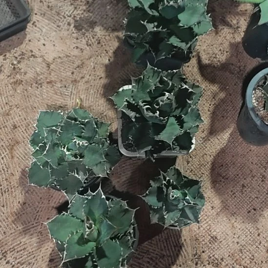 白鲸精品龙舌兰精品