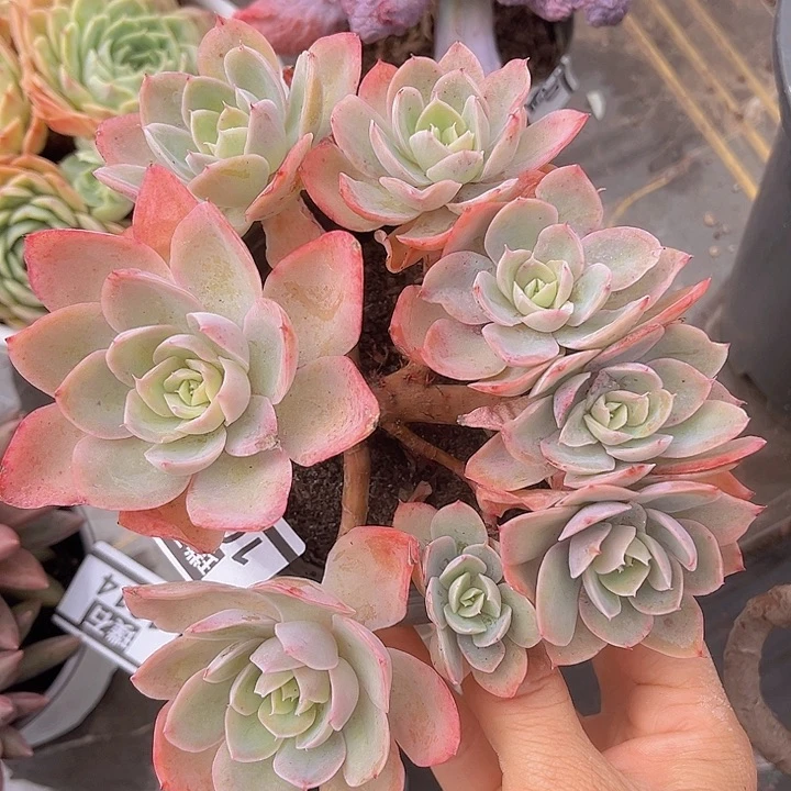 丝绸朵朵缀1013多肉植物
