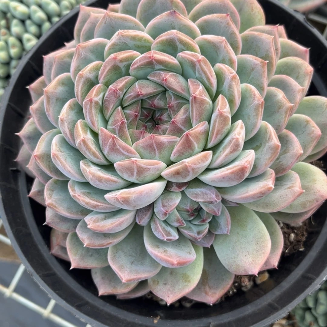 新疆西藏内蒙不发货，杂交