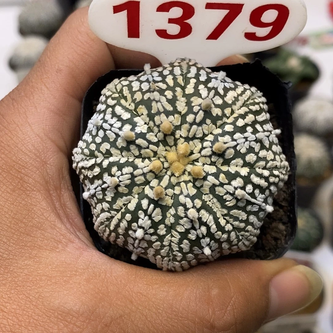 1379福利特价啦超特价