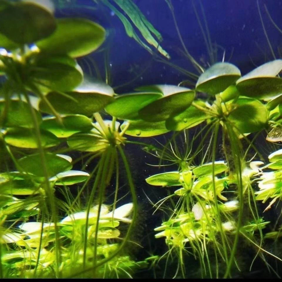 水草浮萍圆心萍净化水质水培绿植庭院古法养鱼虾龟缸造景漂浮水草