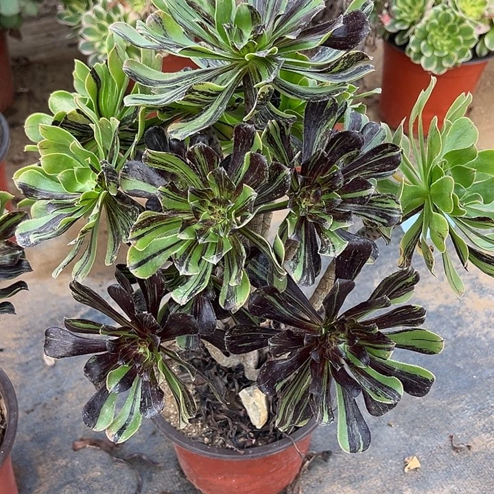 11.11-36水墨丹青多肉植物0