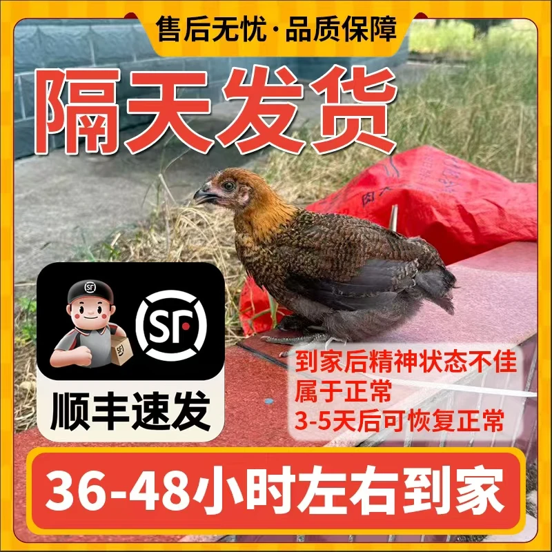 崇仁麻鸡农家散养走地鸡土鸡宠物鸡半斤左右顺丰发货包邮