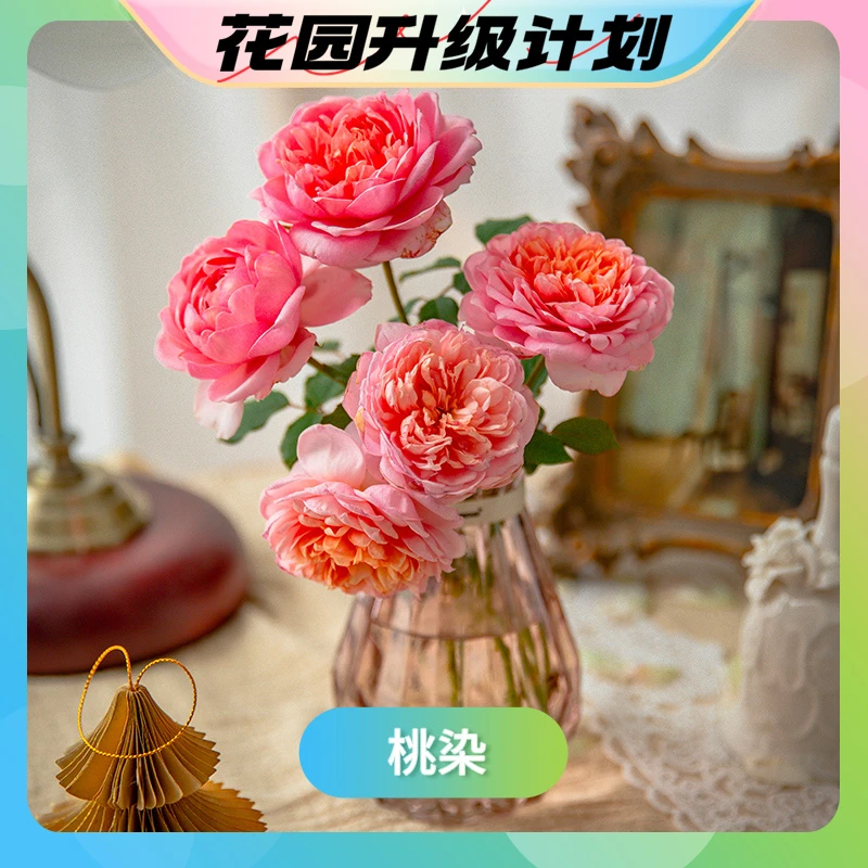 【花园升级计划】桃染 自育月季玫瑰丰花勤花灌木多季植物盆栽