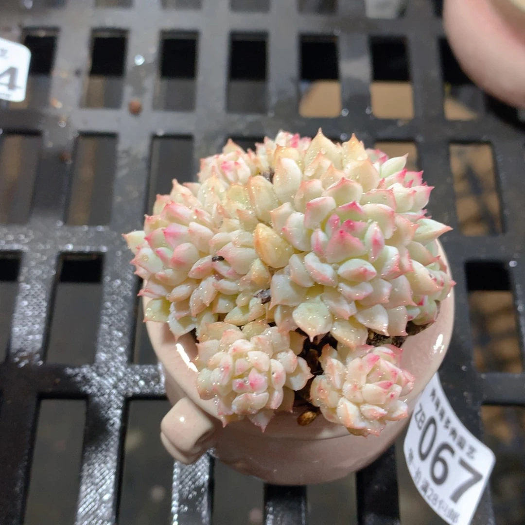 肉萌萌拇指盆精控多肉ZB067