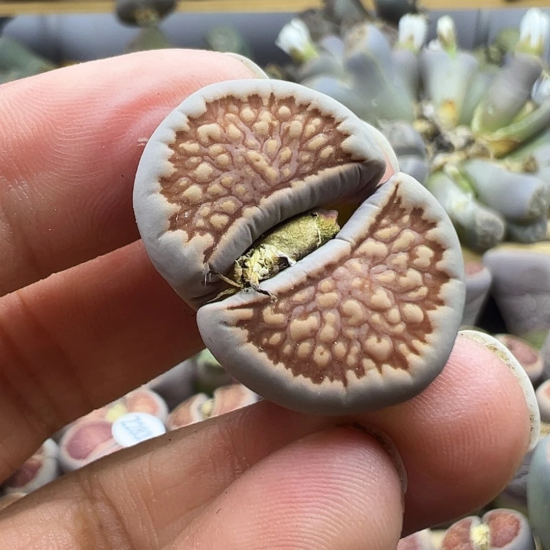 2834美菊超级优秀的一颗