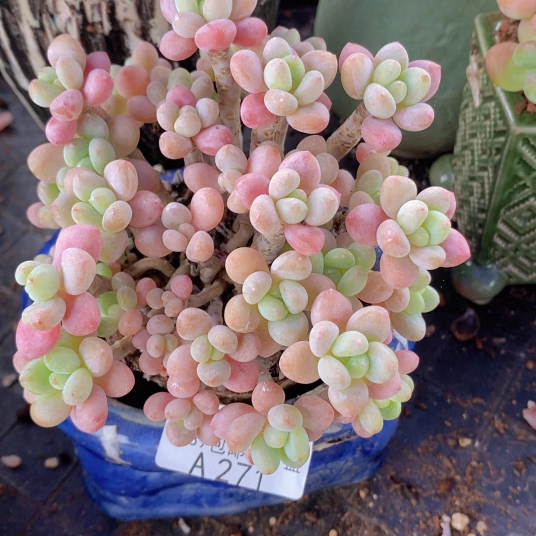 鱼子酱老桩10cm271多肉植物