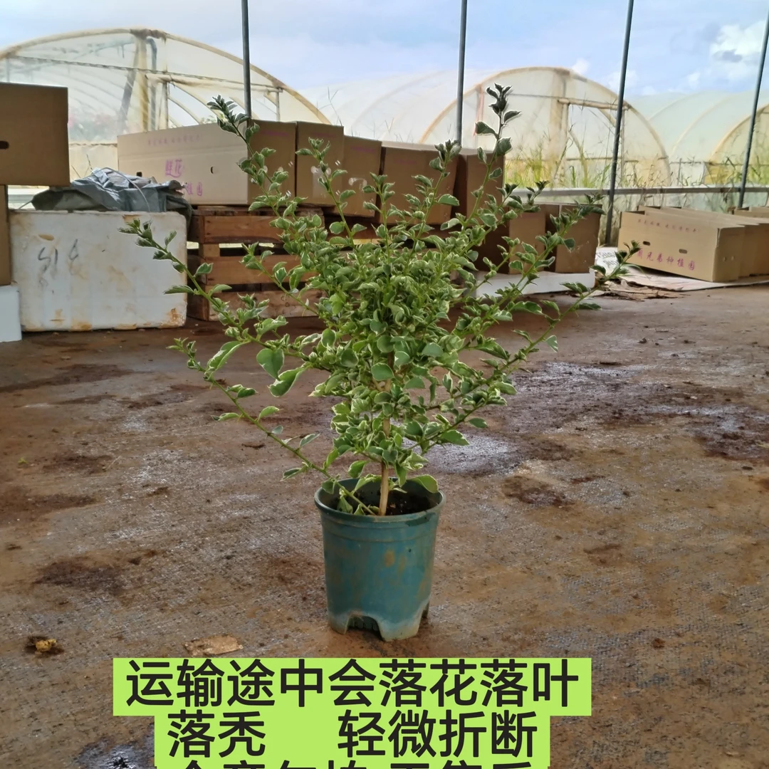 【少女心—周兄弟】介意运输途中落花落叶落秃 轻微折枝的勿拍