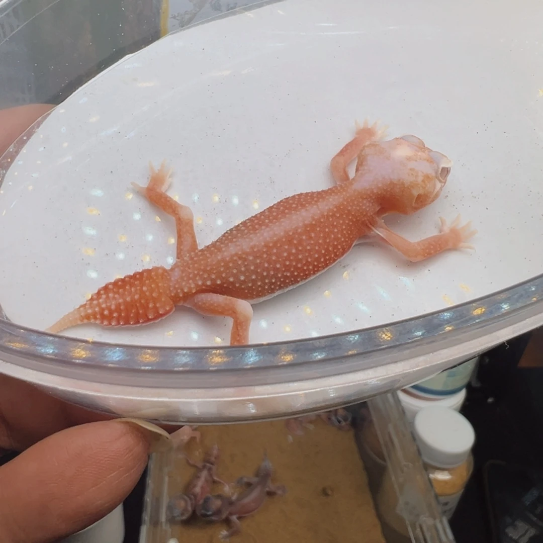 睫角守宫小火龙妹妹