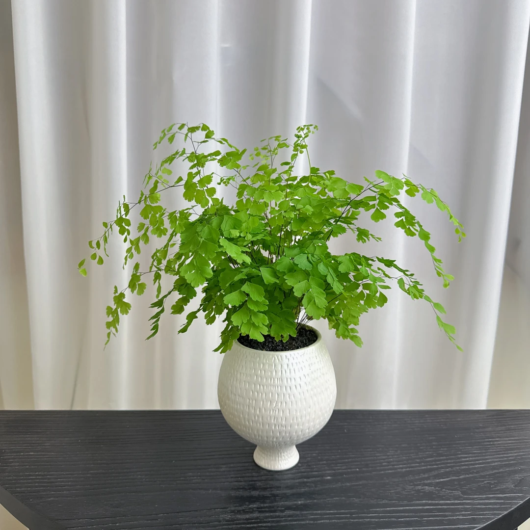 铁线蕨苔藓球室内耐阴盆栽造景四季常青苔玉水培绿植