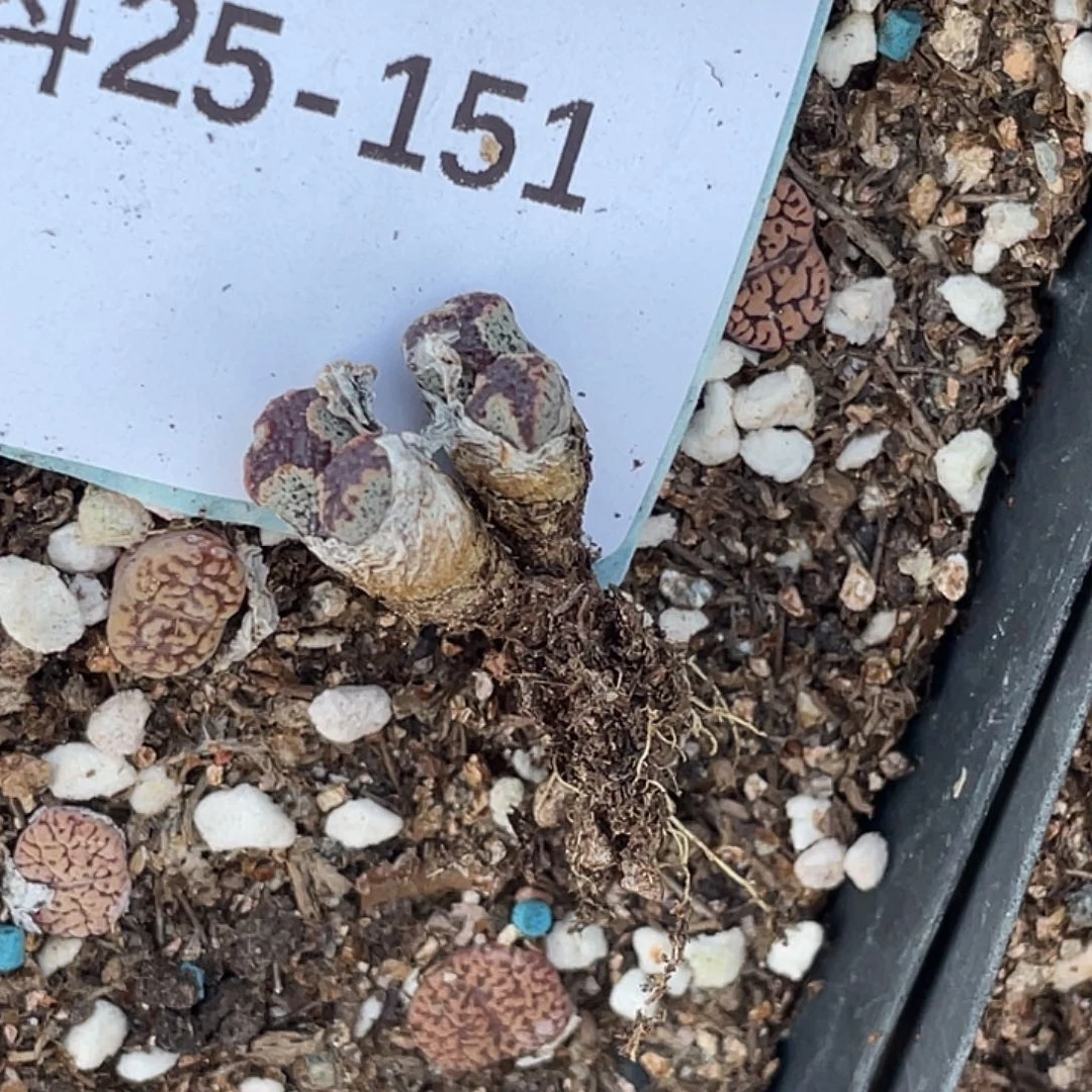 飞***猪25-151肉锥多肉植物