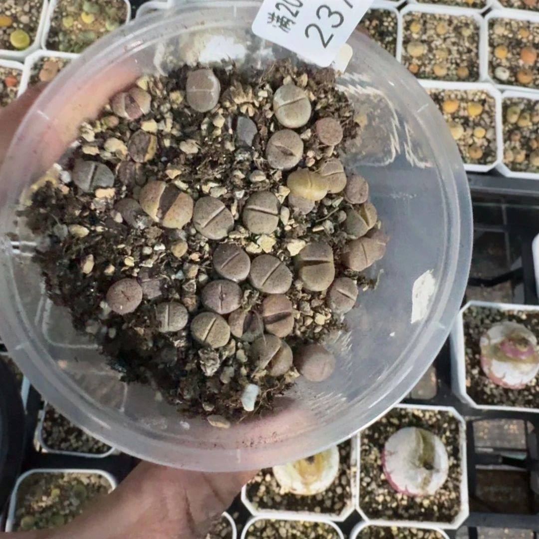 天**点2377 血点。多肉植物