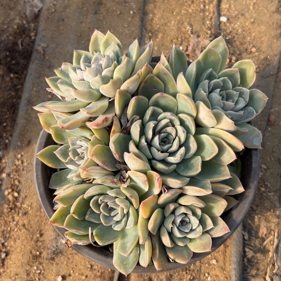 多肉植物辛蒂森群