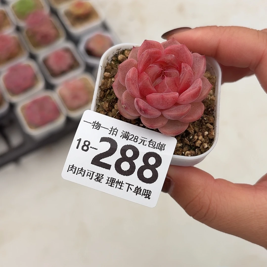 栩***生慕云无盆土发货无