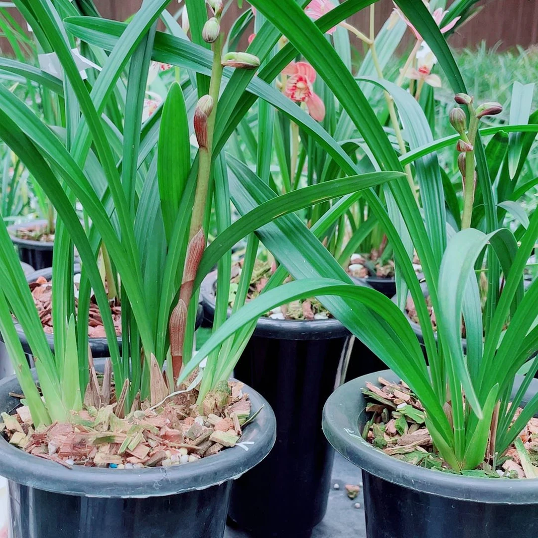 *****完全开放一物一拍漂亮