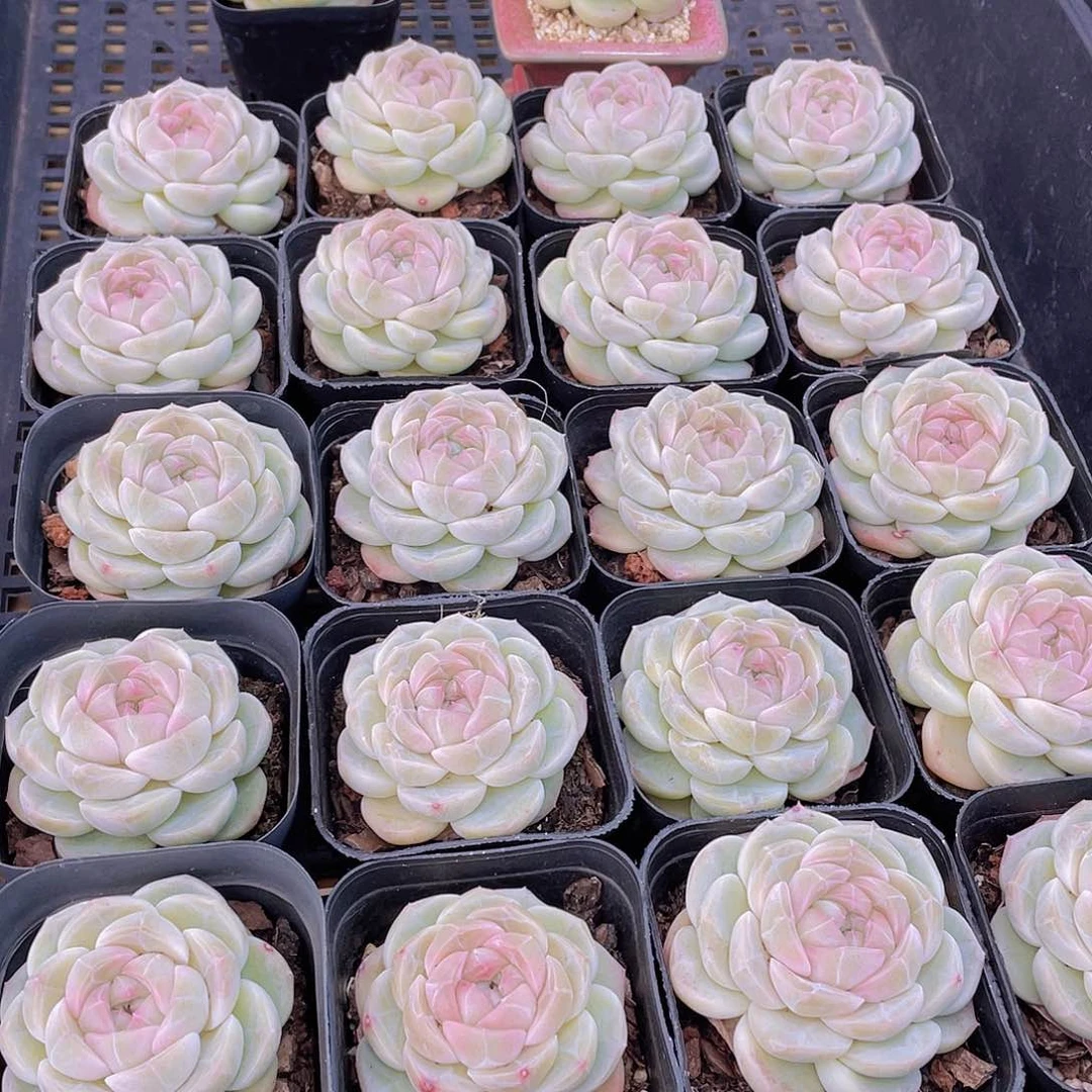 量拍27号 冰透雪团子单头一个