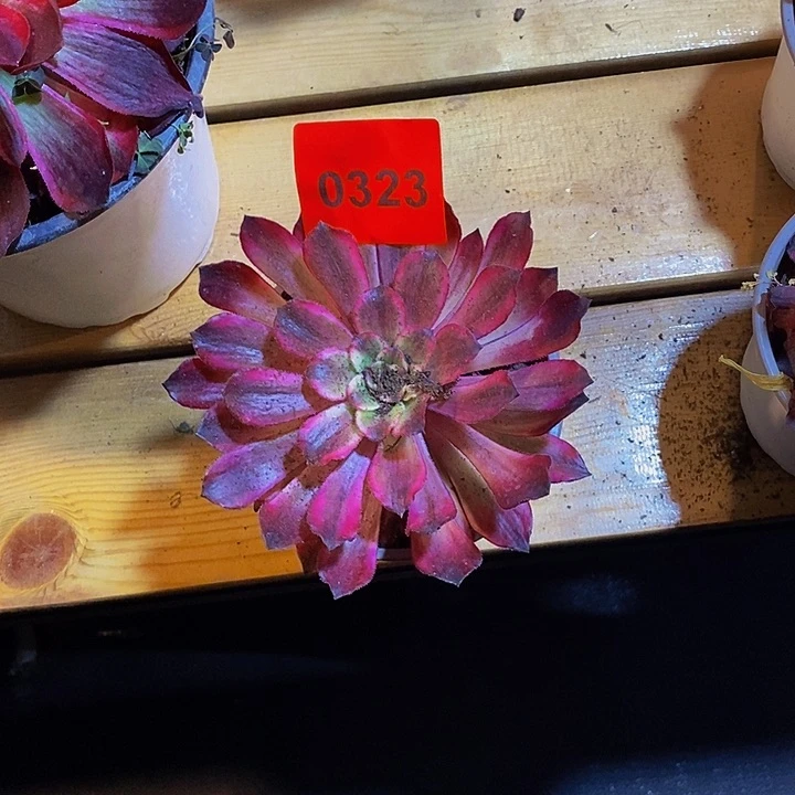 亦****鸿0323多肉植物中奖