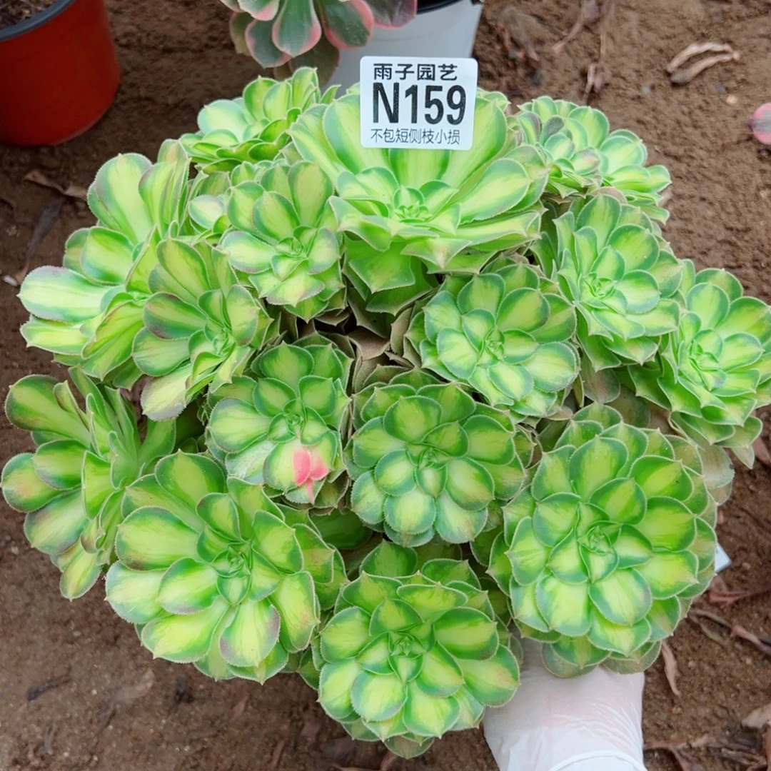 159韶华尺寸28左右