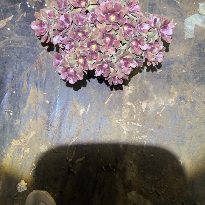 不包侧枝一物一拍9