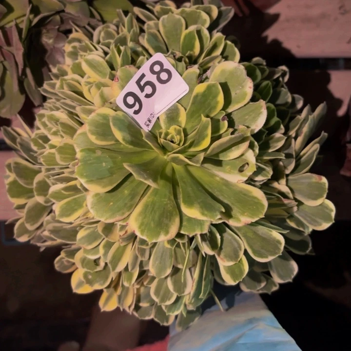 958颜宁多肉植物不售后