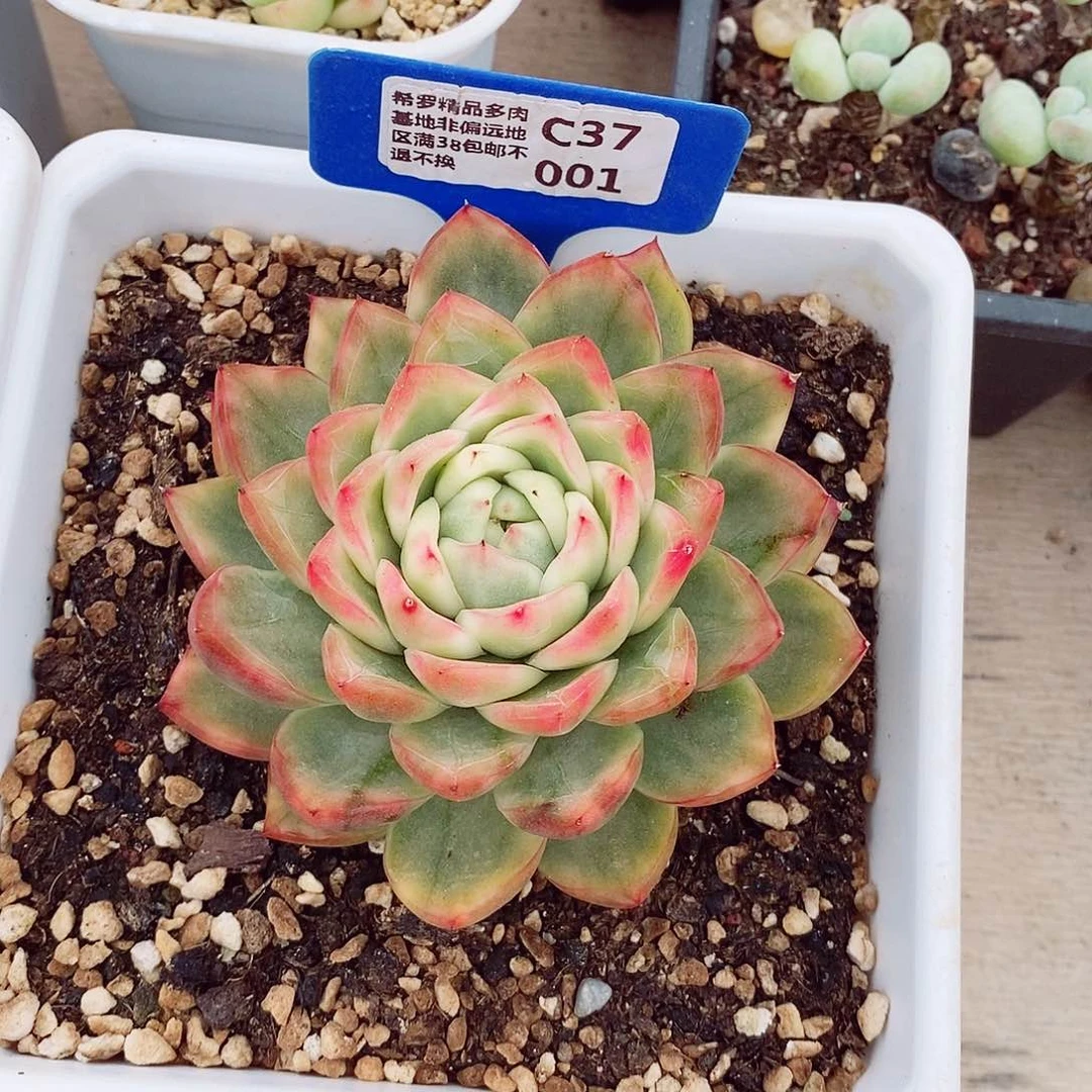 晚*水晶珍妮9-10cm多肉植物