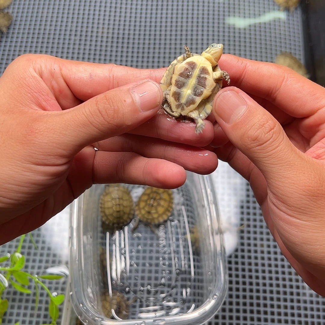 母绿毛龟用****714号 30