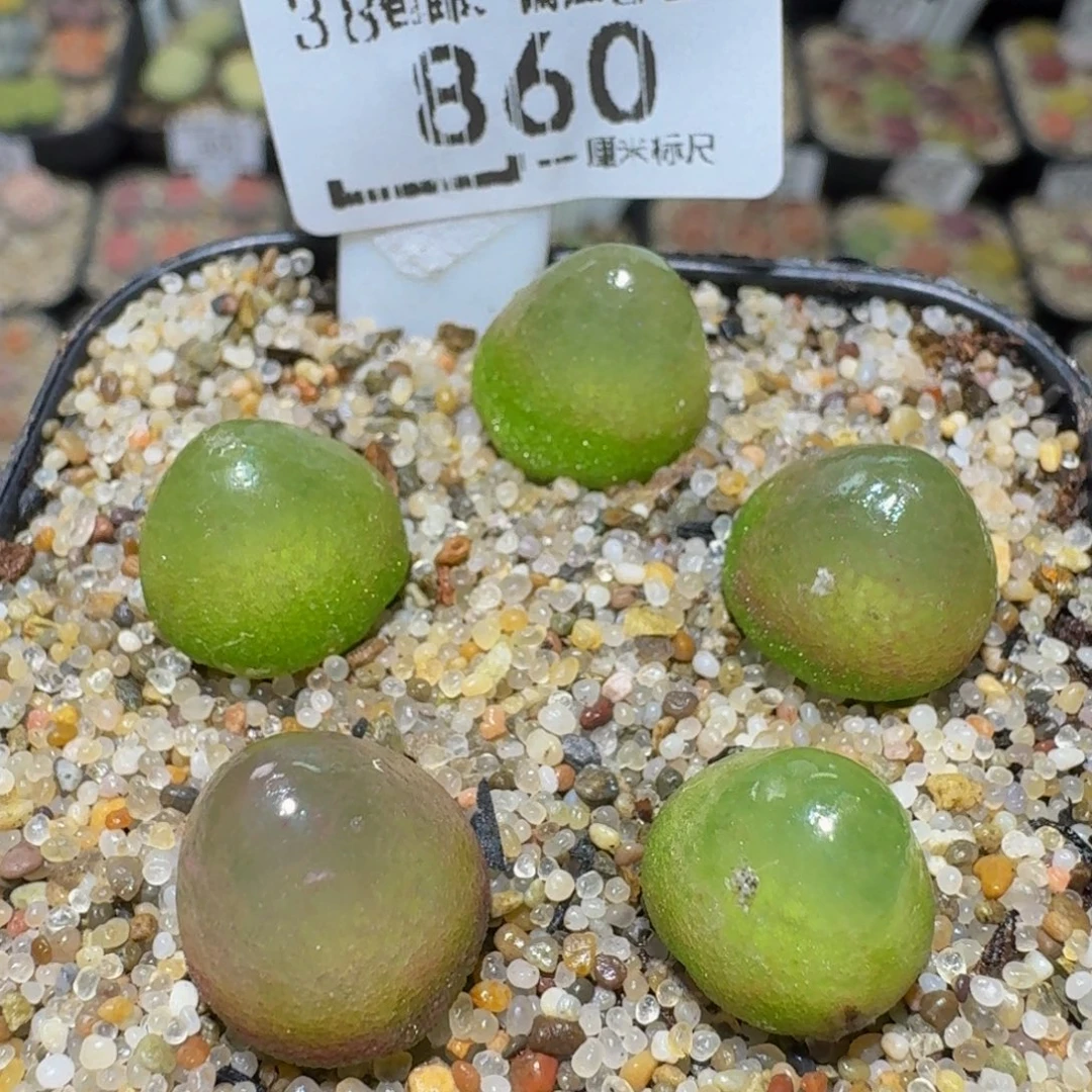 Ssss精品生石花860