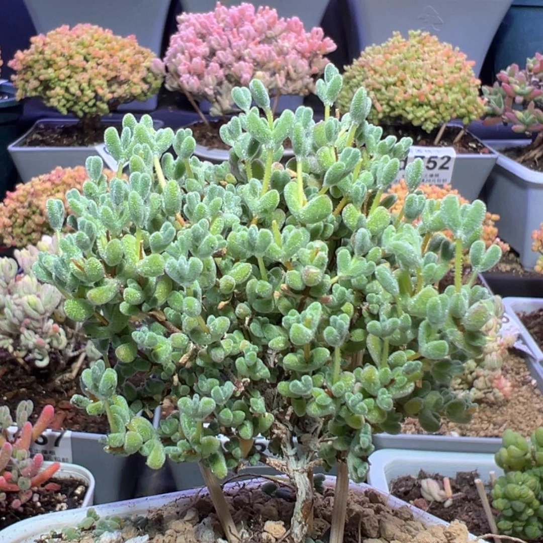 【闪购商品】d764莱斯枝干番杏