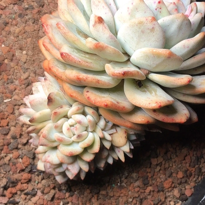 菜*。30://///////////////////