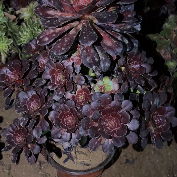 857晚霞多肉植物不售后