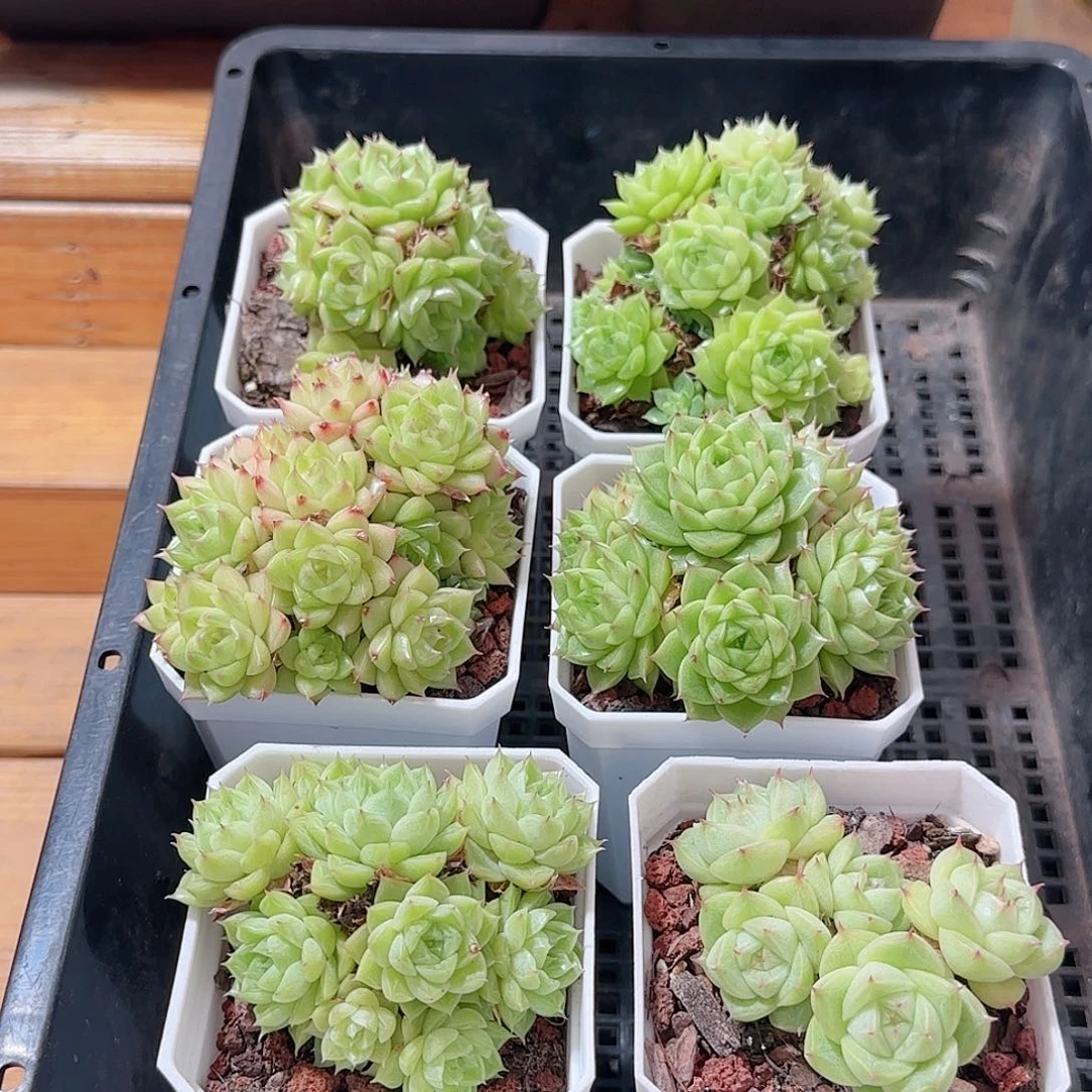 愿***心多肉0926--109福利