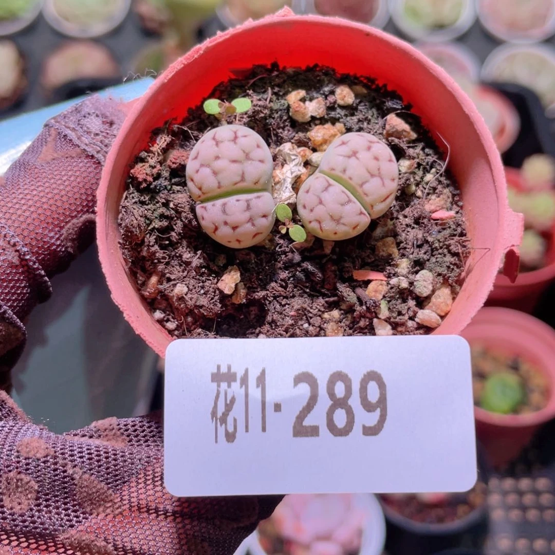 花利美11-289生石花