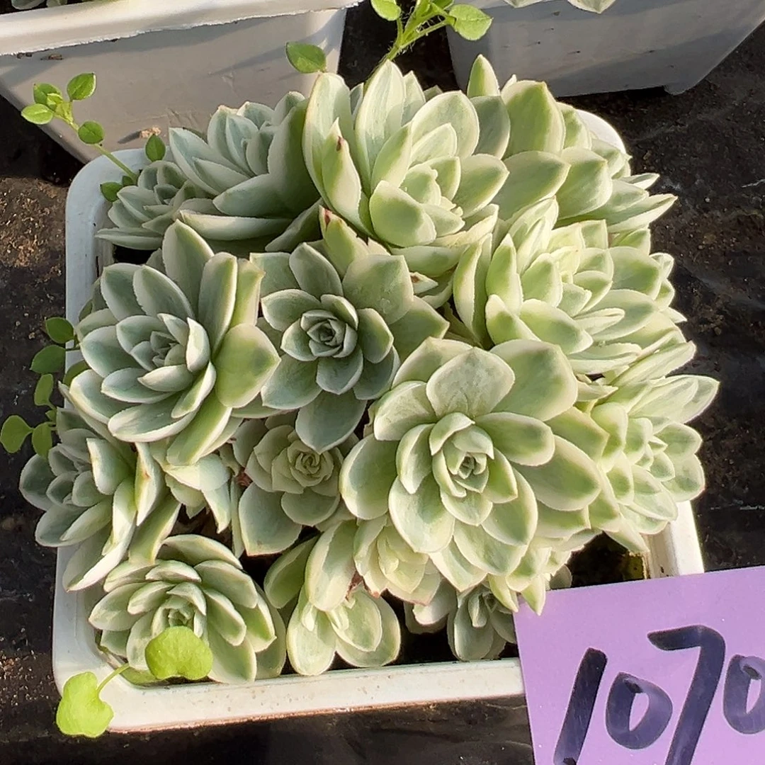 山地玫瑰锦秋夕1070号