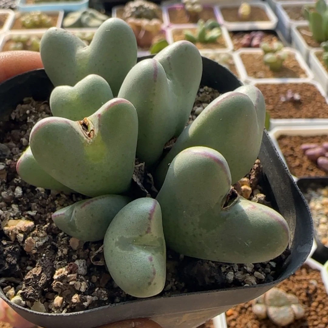 【闪购商品】21738