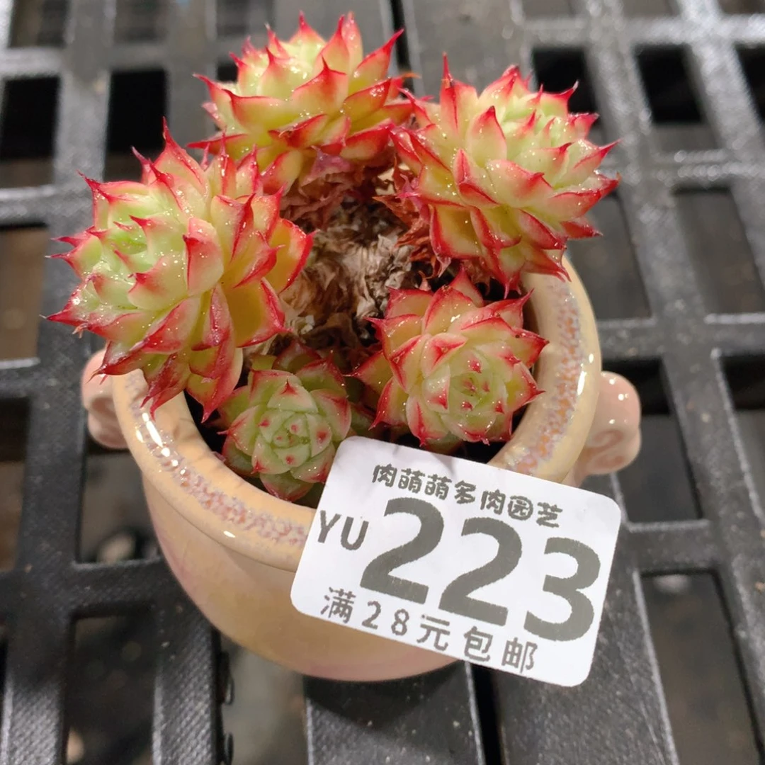 肉萌萌拇指盆精控多肉YU223