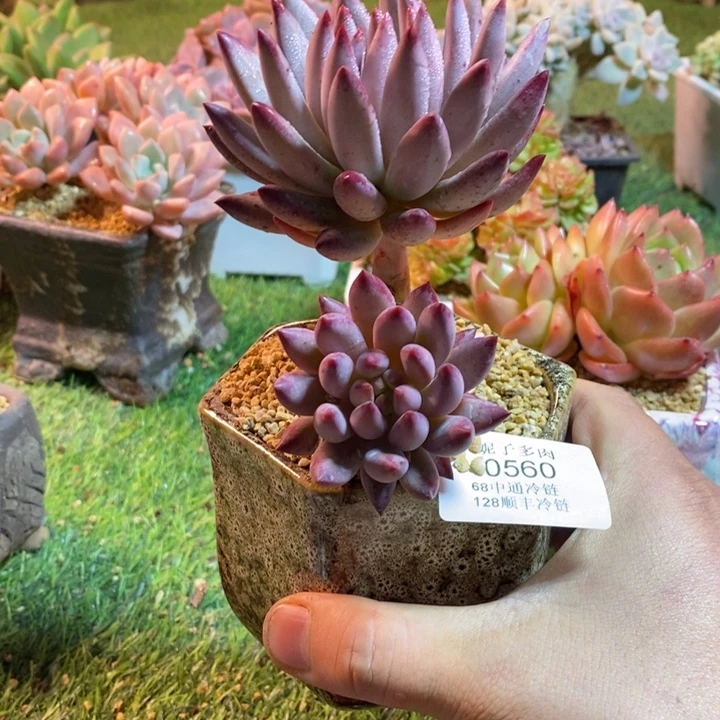 0500啊啊啊啊啊啊啊啊啊