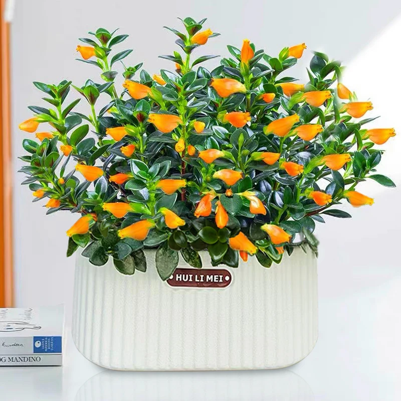 金鱼花盆栽植物室内阳台盆栽花耐旱植物基地原盆原土发货带小花苞