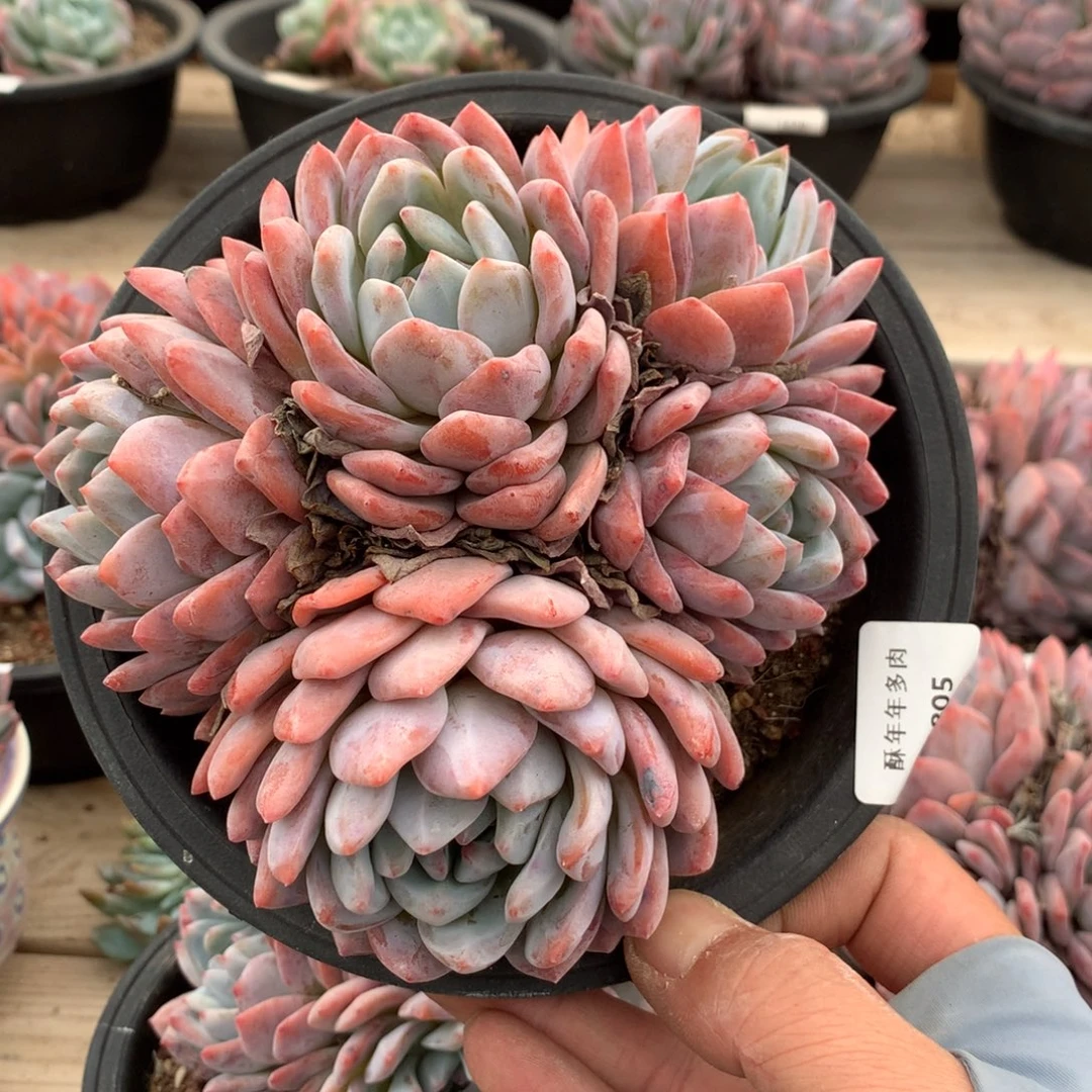 小***41805橙梦露多肉一颗14厘米