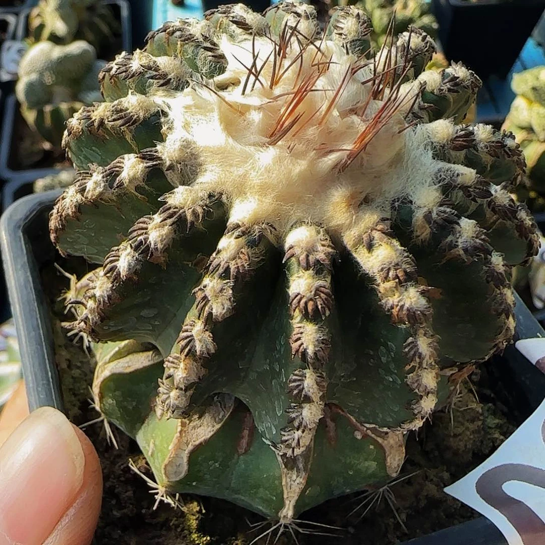 奇特球028仙人球