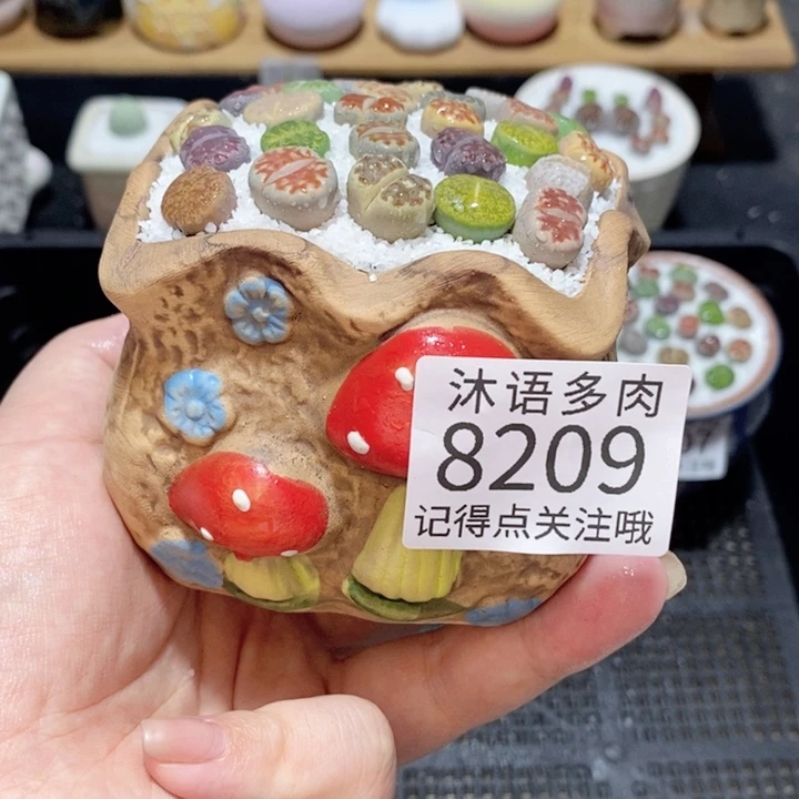 带盆土植物 精美盆栽8209