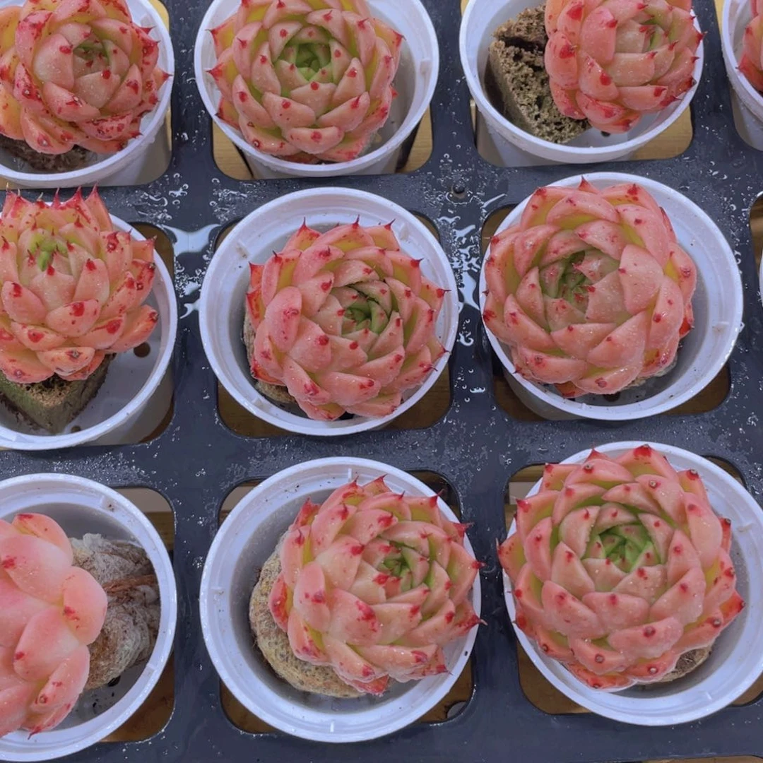 415号 全状态青椒珍妮单头两个