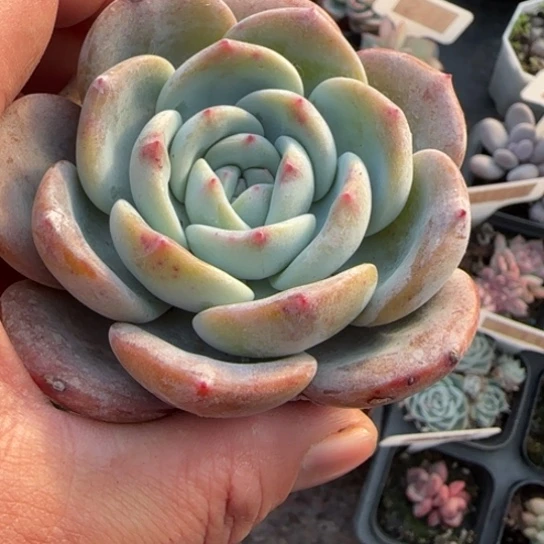 185凤橙多肉植物多