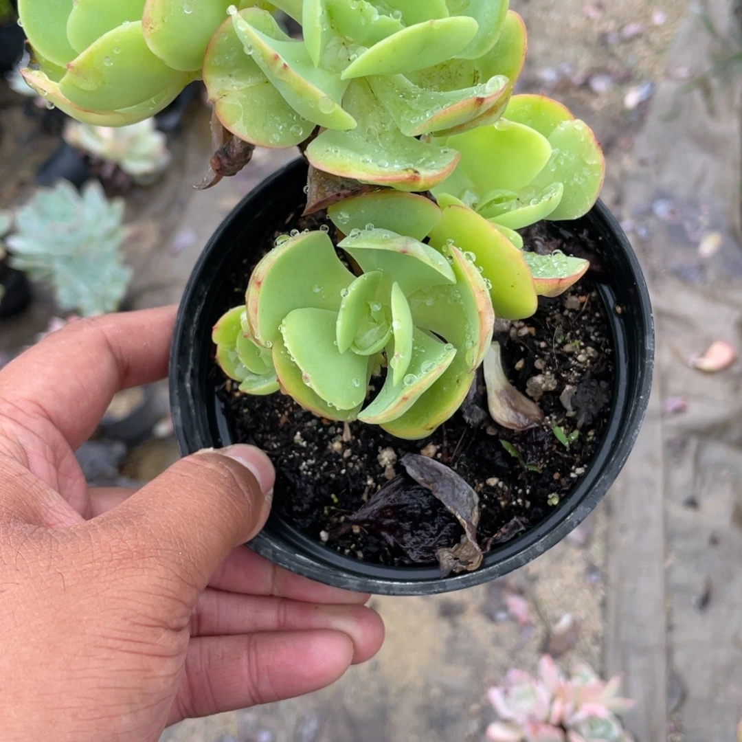 o***o0711  碧桃  六月六