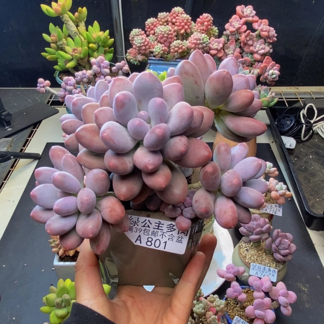 801蛋黄奶多肉15c m