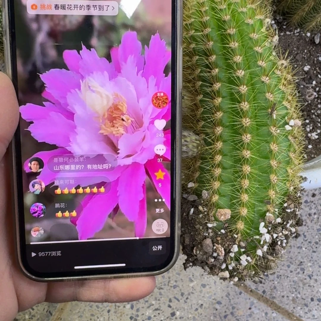 200金妞阿尔森歪无根侧牙6公分左右，20包邮