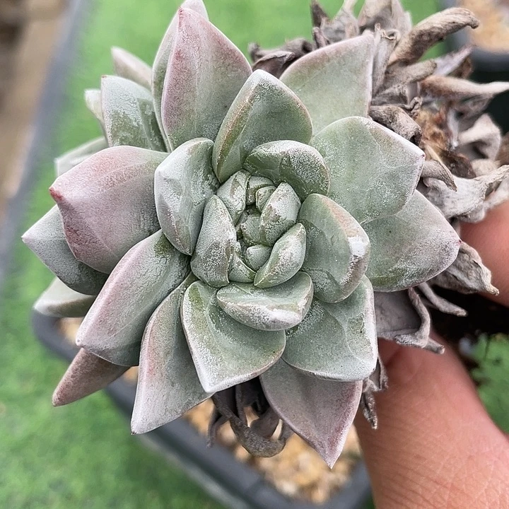 福利野生福利粗桩